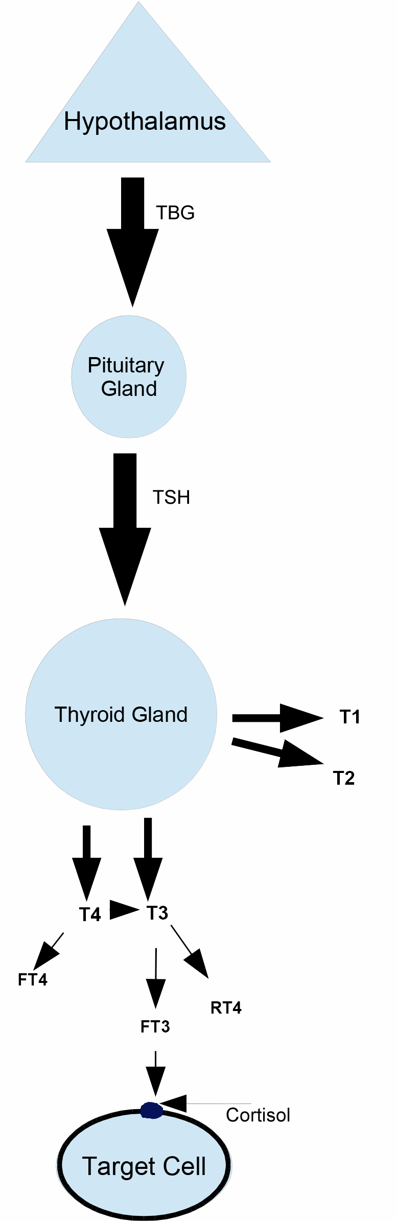 Living With Hypothyroidism - Healing Law- Legal News and Information on ...