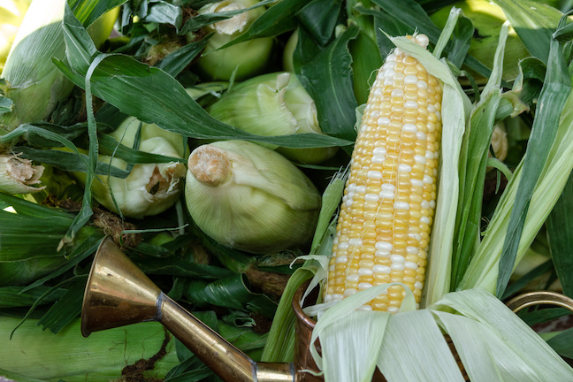 conventional corn and soybeans