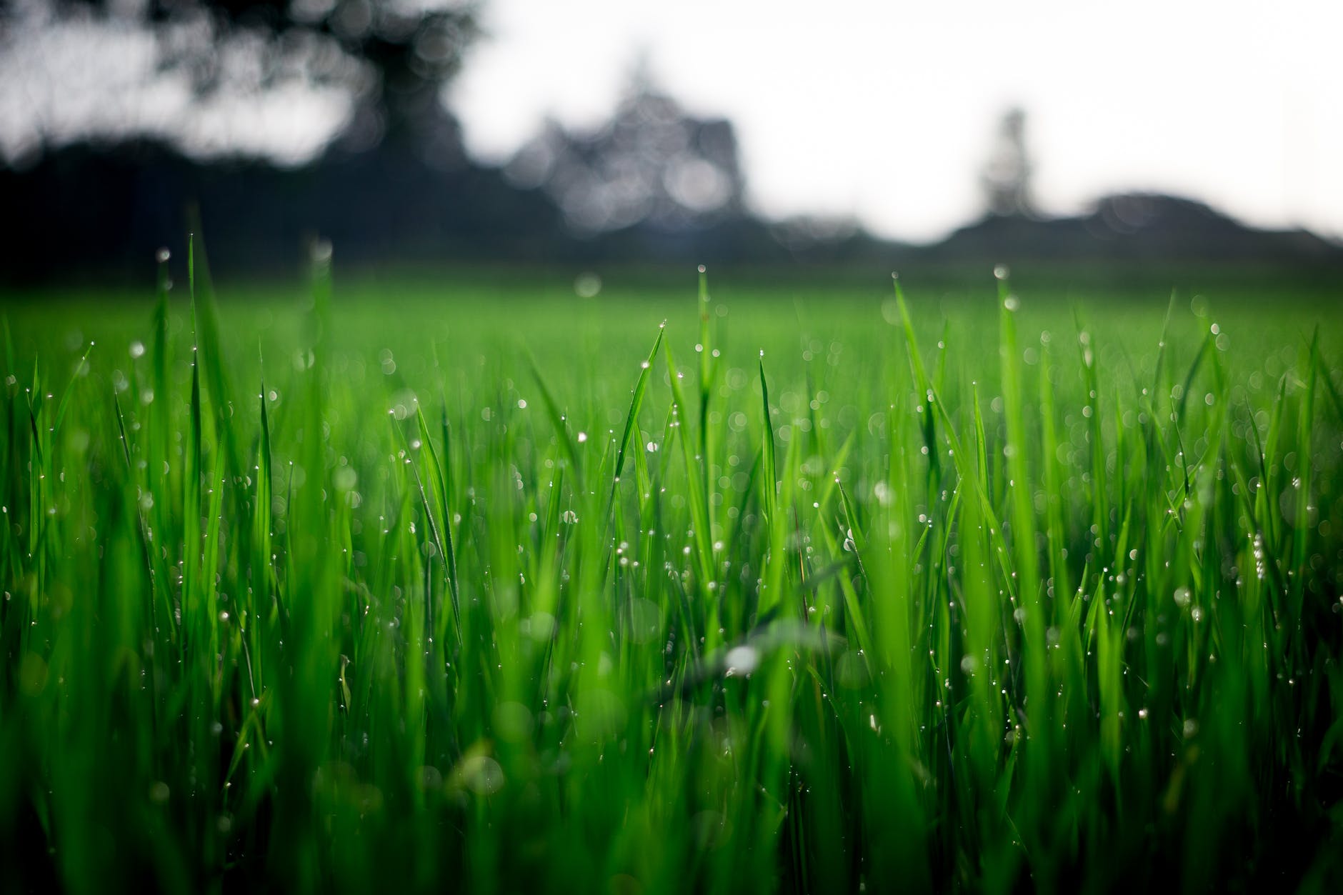 Laws about the history of the lawn